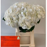 Hydrangea Hortensia Schneeball 60cm*5