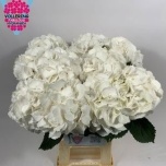 Hydrangea Hortensia Schneeball 60cm*5