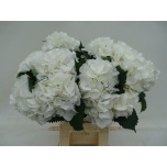 Hydrangea Hortensia Schneeball 60cm*5