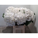 Hydrangea Hortensia Schneeball 60cm*5