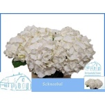 Hydrangea Hortensia Schneeball 70cm*5