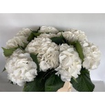 Hydrangea Hortensia Schneeball 80cm*5