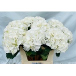 Hydrangea Hortensia Schneeball 80cm*5
