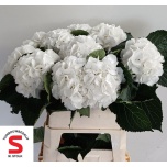 Hydrangea Hortensia Schneeball 80cm*5