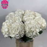 Hydrangea Hortensia Schneeball 80cm*5