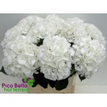 Hydrangea Hortensia Schneeball 80cm*5