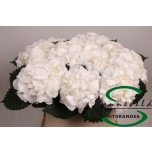 Hydrangea Hortensia Schneeball 80cm*5