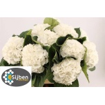 Hydrangea Hortensia Schneeball 80cm*5