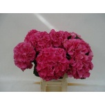 Hydrangea Hortensia Sibilla Red 60cm*5