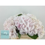 Hydrangea Hortensia Verena Sweet 50cm*5