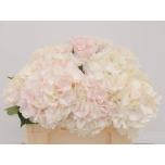 Hydrangea Hortensia Verena Sweet 50cm*5