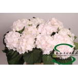 Hydrangea Hortensia Verena Sweet 60cm*5