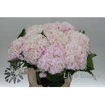 Hydrangea Hortensia Verena Sweet 60cm*5