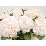 Hydrangea Hortensia Sweet Verena 80cm*5