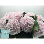 Hydrangea Hortensia Verena Sweet 80cm*5