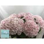 Hydrangea Hortensia Verena Sweet 80cm*5