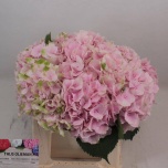 Hydrangea Hortensia Verena Pink 40cm*5