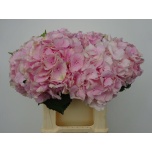 Hydrangea Hortensia Verena 40cm