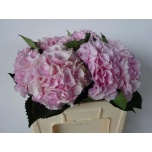 Hydrangea Hortensia Verena Pink 50cm*5