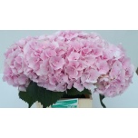 Hydrangea Hortensia Verena Pink 50cm*5