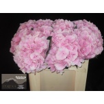 Hydrangea Hortensia Verena 50cm