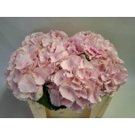 Hydrangea Hortensia Verena Pink 50cm*5