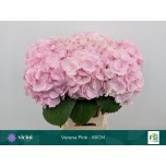 Hydrangea Hortensia Verena Pink 60cm*5
