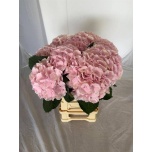Hydrangea Hortensia Verena Pink 60cm*5