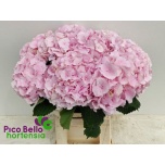 Hydrangea Hortensia Verena Pink 60cm*5
