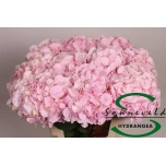 Hydrangea Hortensia Verena 60cm*5