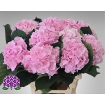 Hydrangea Hortensia Verena Pink 60cm*5