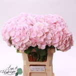 Hydrangea Hortensia Verena 60cm*5