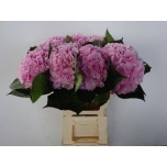 Hydrangea Hortensia Verena Pink 60cm*5