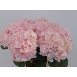 Hydrangea Hortensia Verena Pink 60cm*5