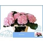 Hydrangea Hortensia Verena Pink 70cm*5