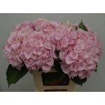 Hydrangea Hortensia Verena Pink 70cm*5
