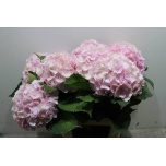 Hydrangea Hortensia Verena Pink 70cm*5
