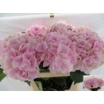Hydrangea Hortensia Verena Pink 75cm*5