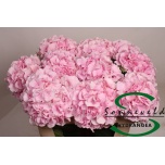 Hydrangea Hortensia Verena Pink 75cm*5