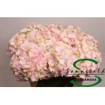 Hydrangea Hortensia Verena 75cm*5