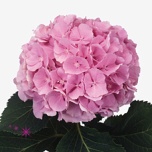 Hydrangea Hortensia Verena Pink 80cm*5