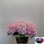 Hydrangea Hortensia Verena Pink 80cm*5