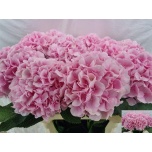 Hydrangea Hortensia Verena Pink 80cm*5