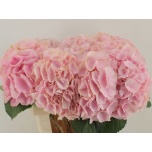 Hydrangea Hortensia Verena Pink 80cm*5