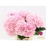 Hydrangea Hortensia Verena Pink 80cm*5