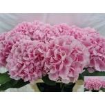 Hydrangea Hortensia Verena Pink 80cm*5