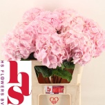 Hydrangea Hortensia Verena Pink 80cm*5