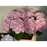 Hydrangea Hortensia Verena Pink 80cm*5