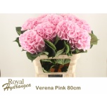 Hydrangea Hortensia Verena Pink 80cm*5