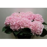 Hydrangea Hortensia Verena Pink 80cm*5